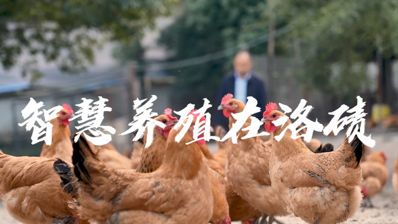 CDMO技术平台建设：揭秘构建高效药物研发的秘诀